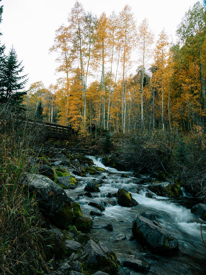A flowing stream winds between mossy rocks and golden autumn trees.