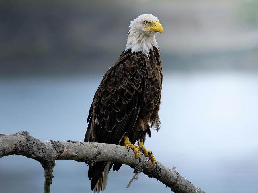 A bald eagle pauses on a bare branch.