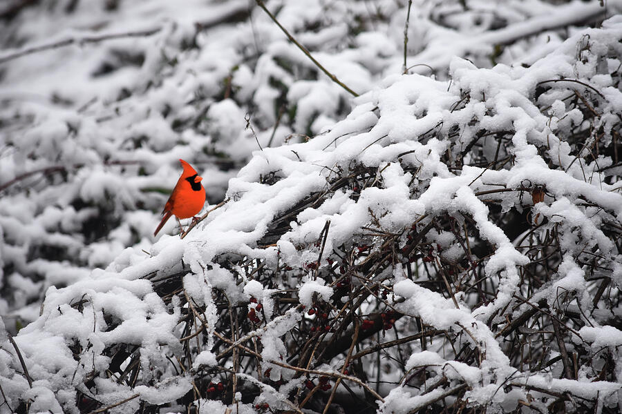 A flash of red against a winter landscape.