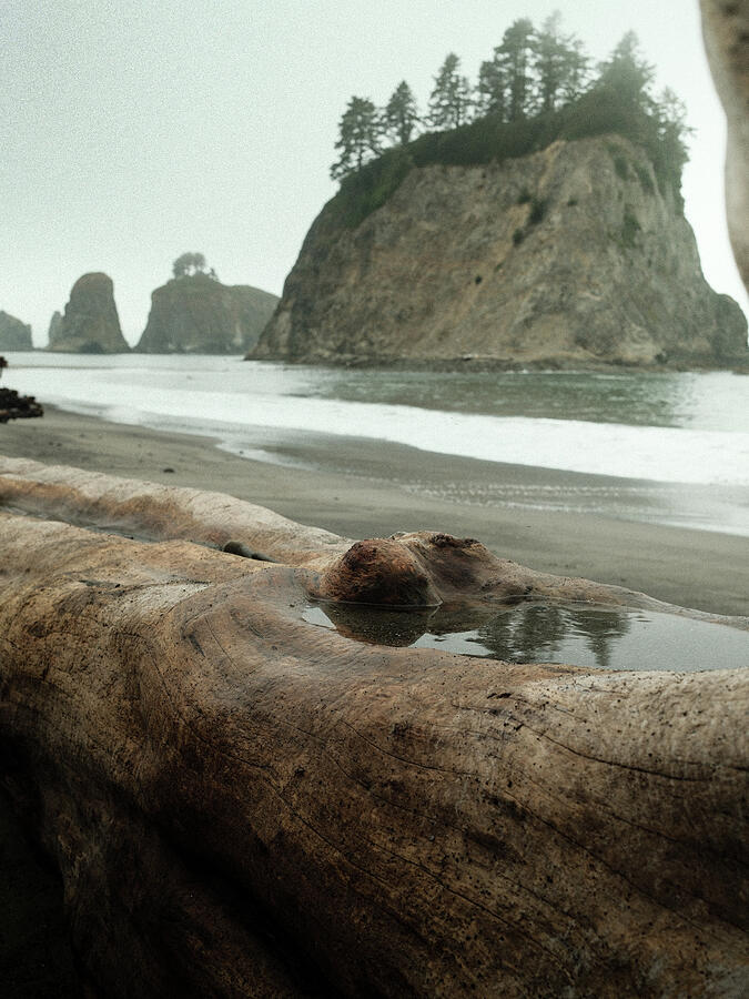 Weathered driftwood and the textures of a rugged coast.