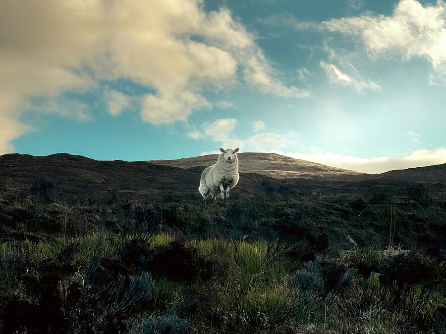 A solitary sheep on a grassy hilltop.