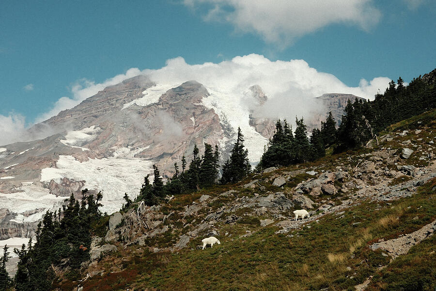 Grazing goats beneath an immense mountain landscape.