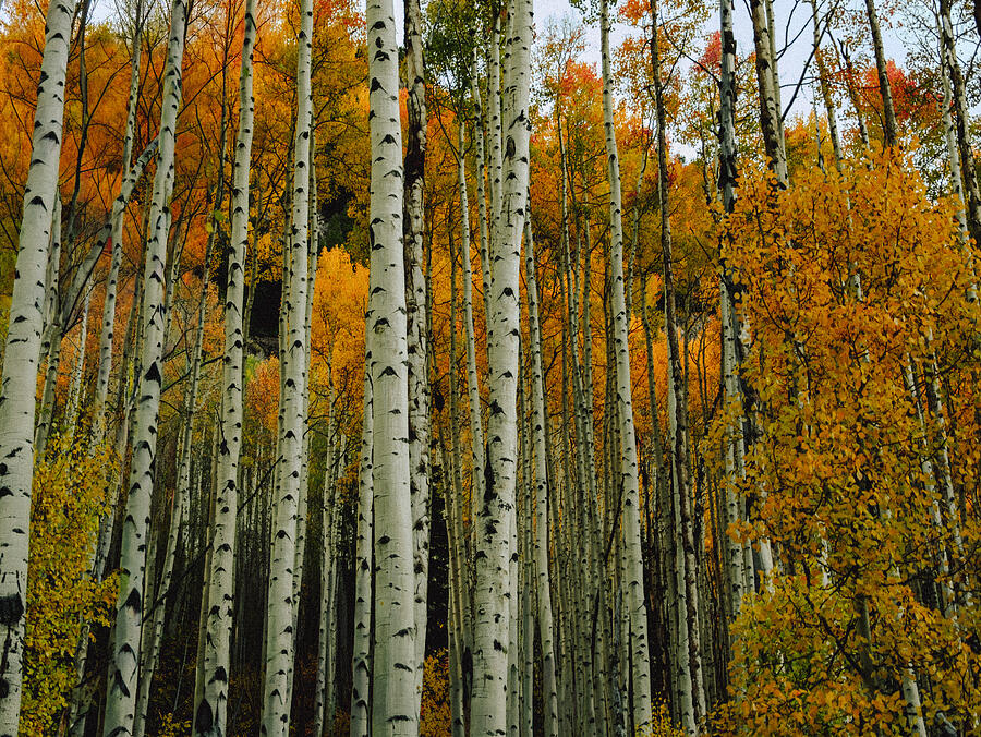 Pale tree trunks rise through a forest of golden autumn leaves.